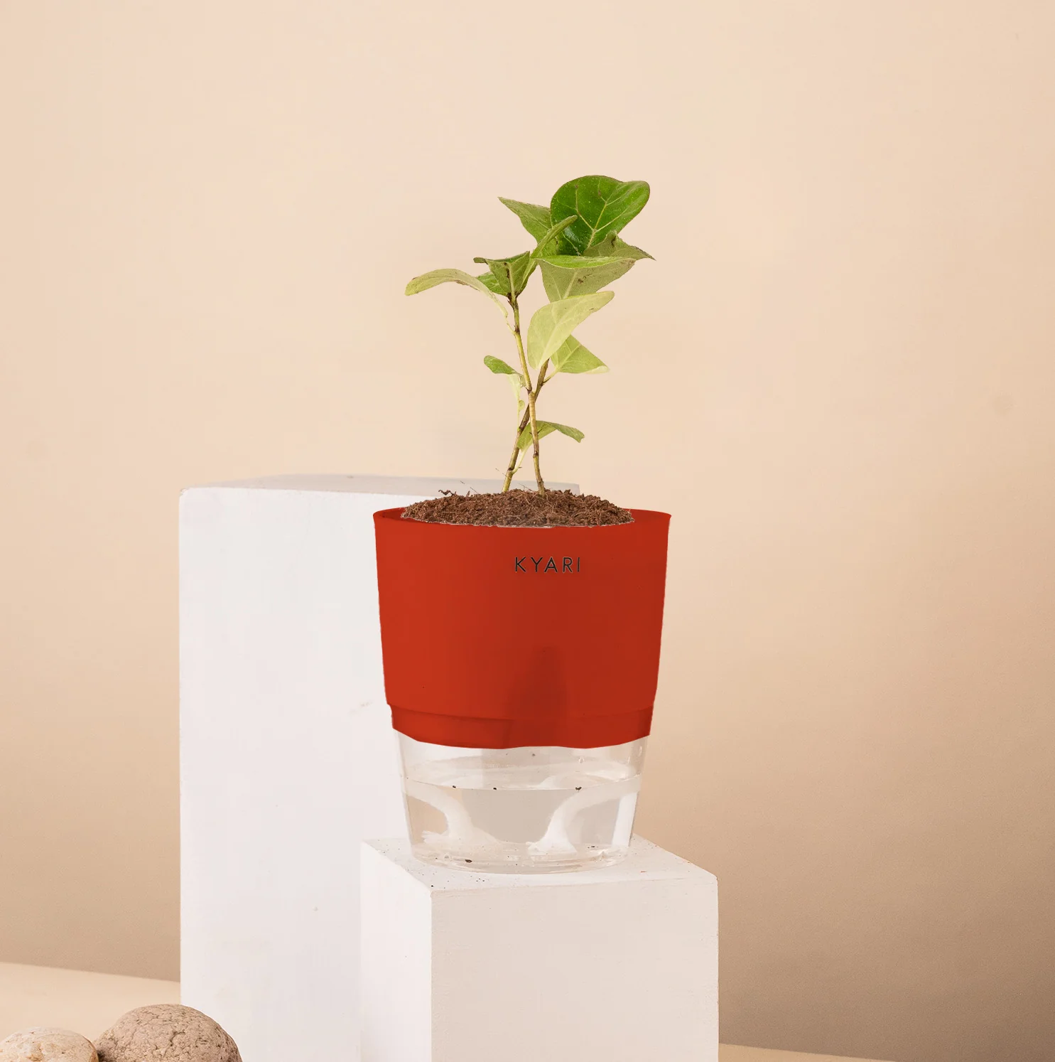 Ficus Island Plant - Image 11