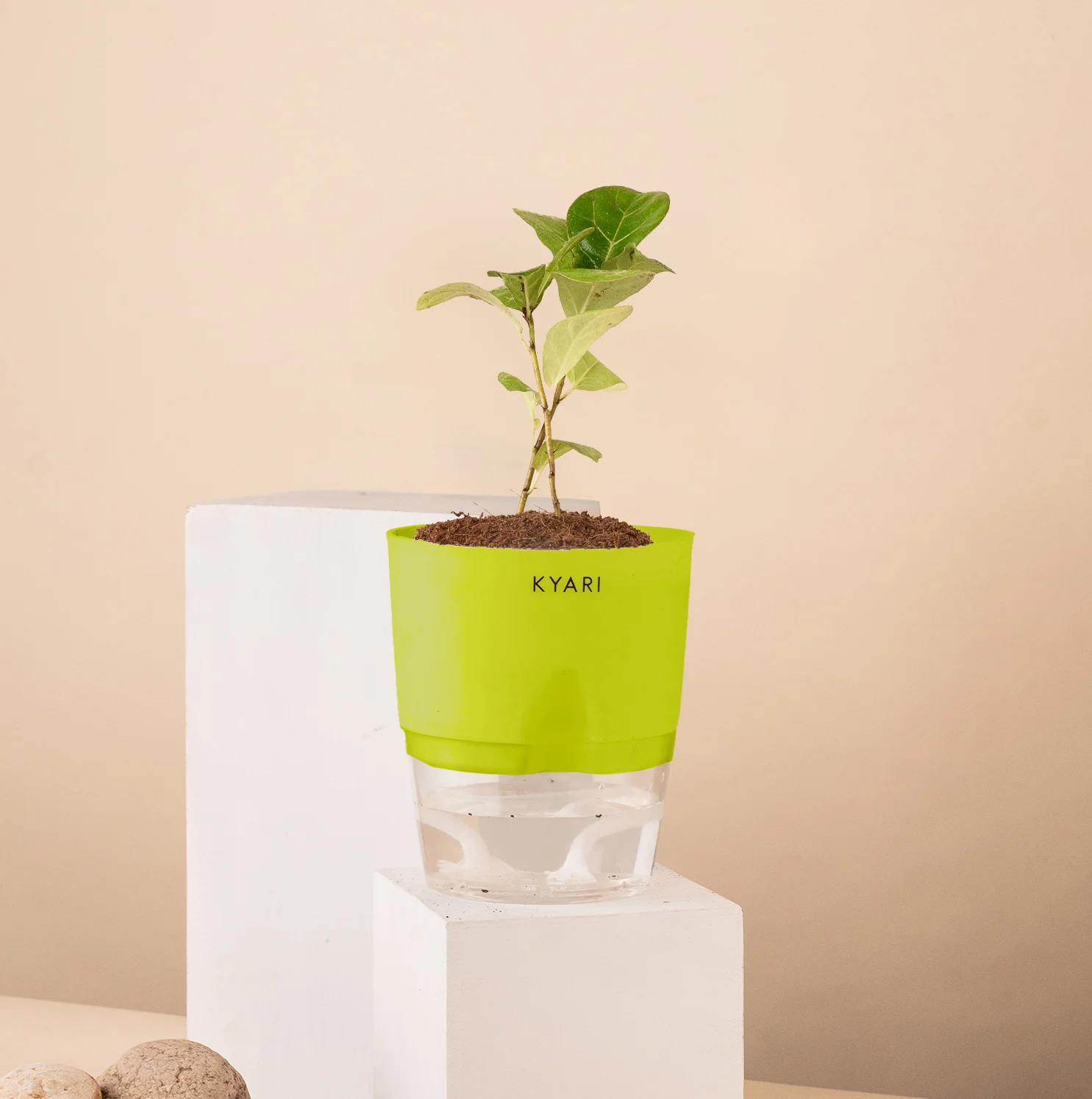 Ficus Island Plant - Image 12