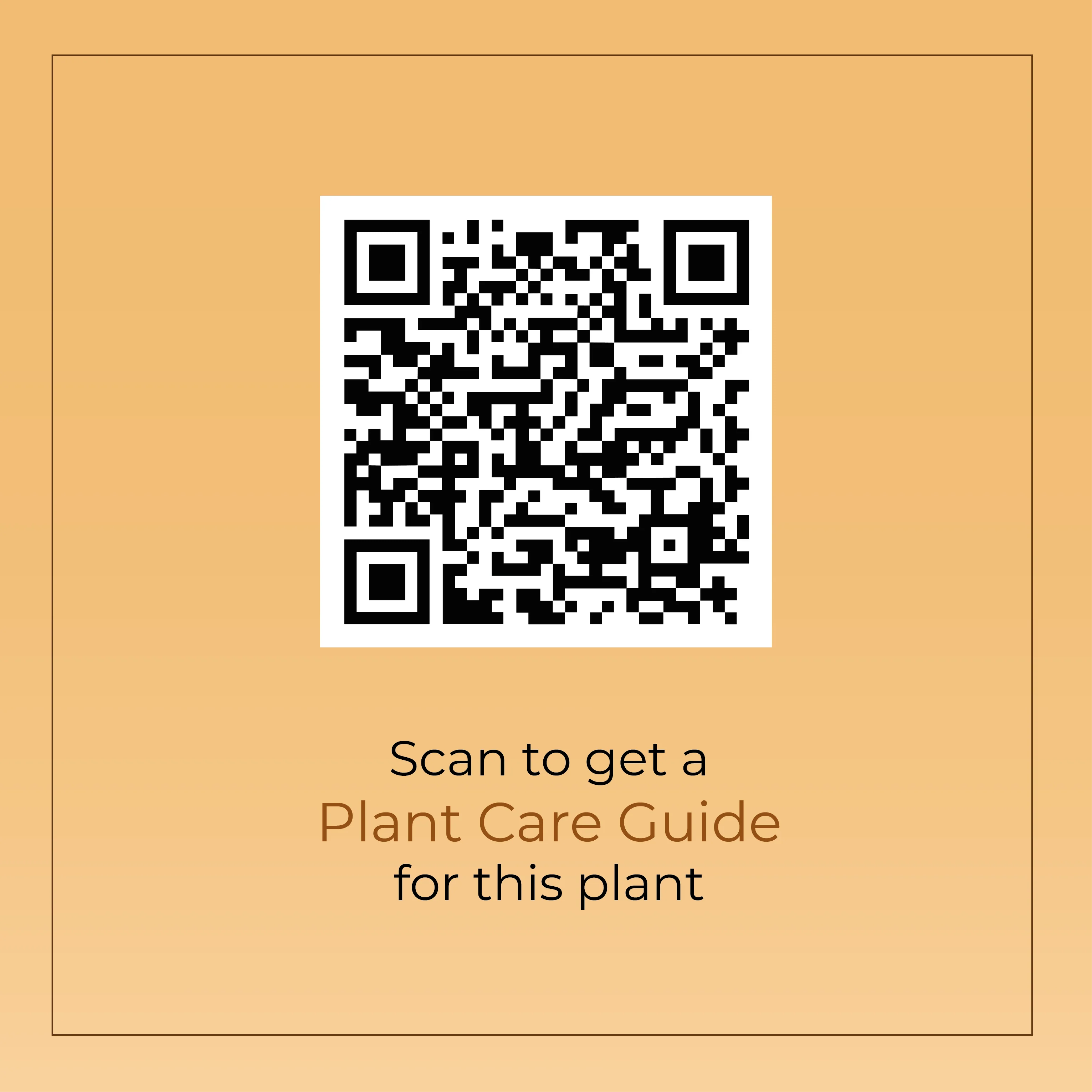 Ficus Island Plant - Image 13