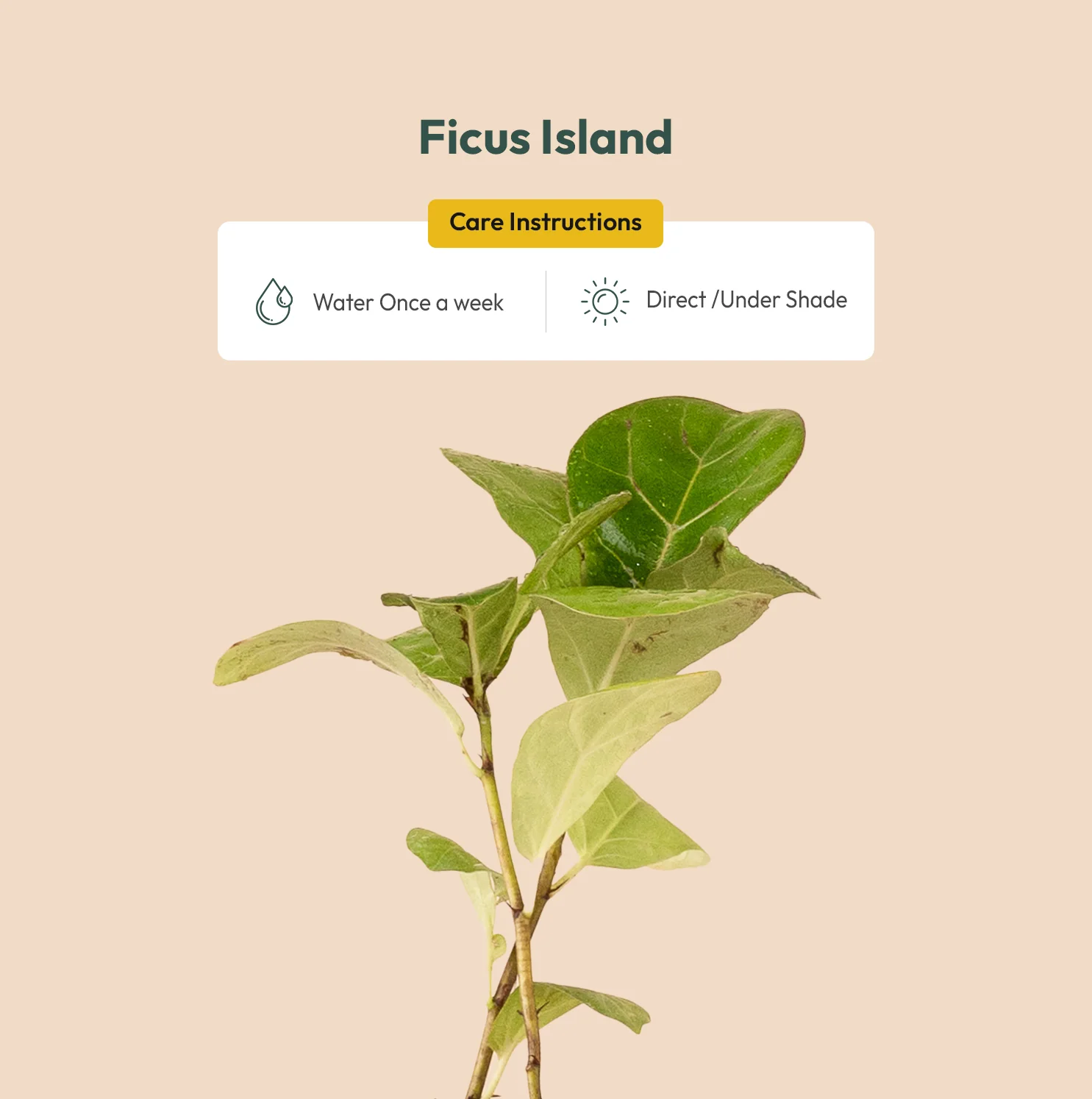 Ficus Island Plant - Image 3