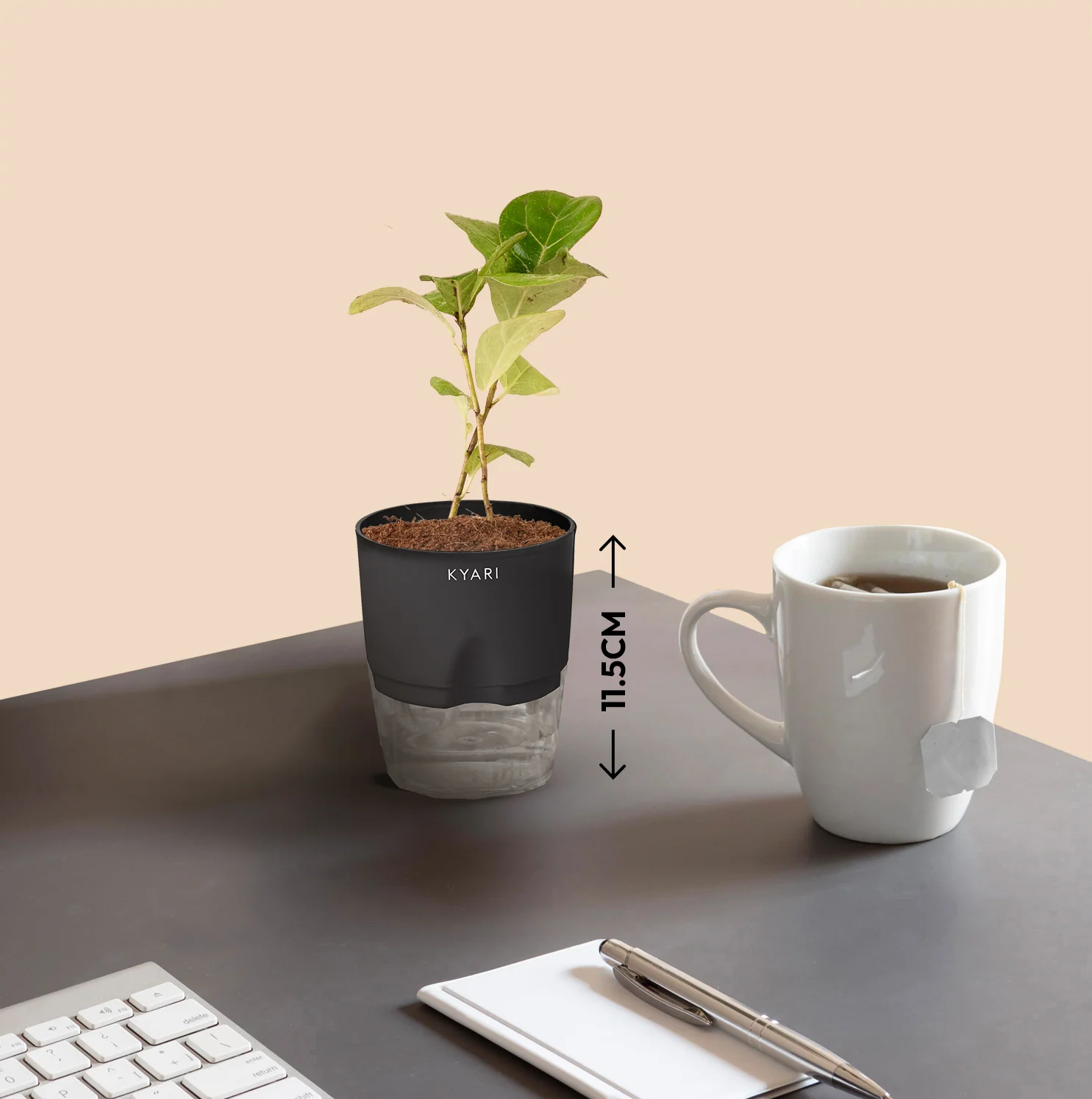 Ficus Island Plant - Image 5