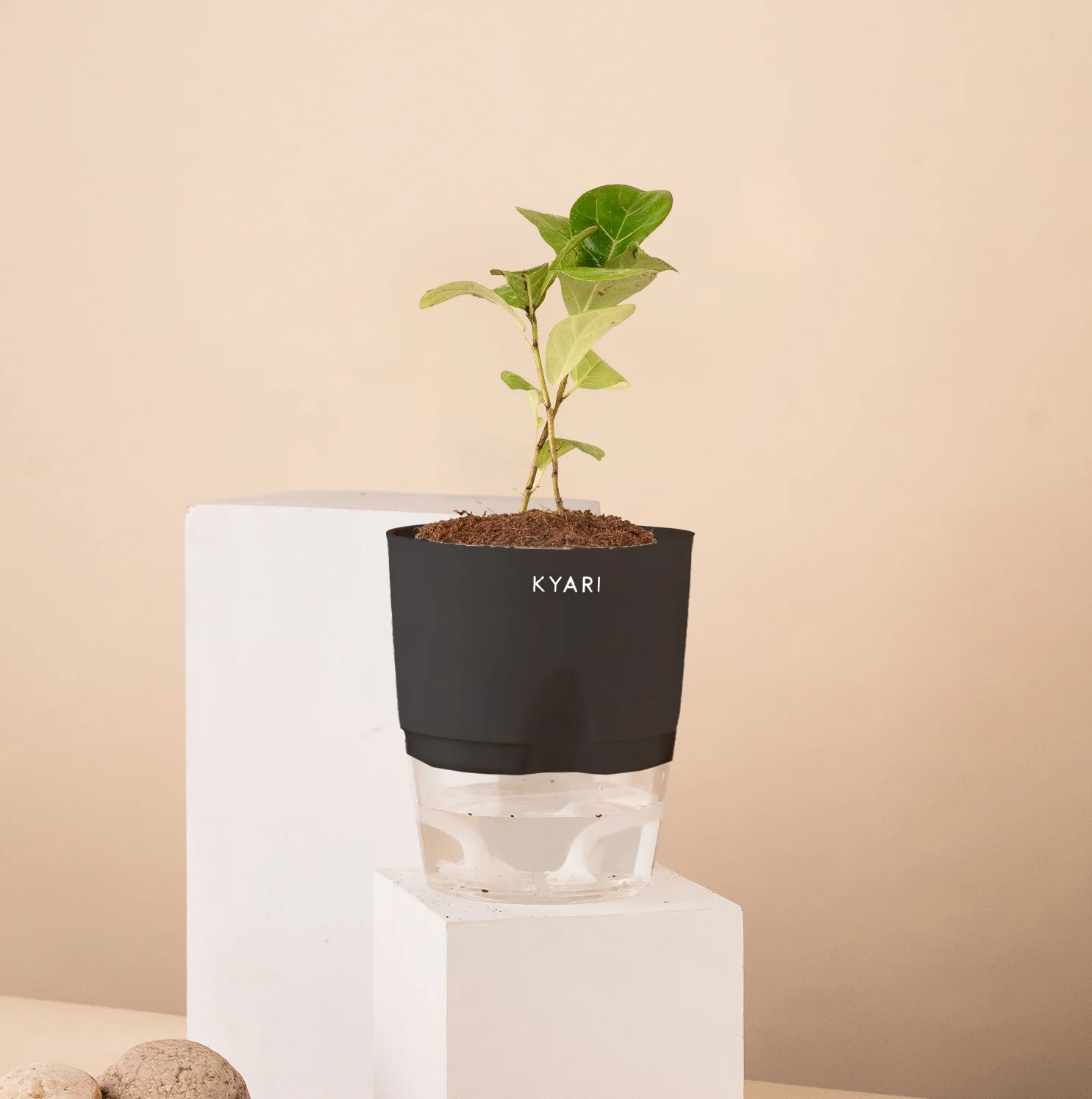 Ficus Island Plant - Image 8