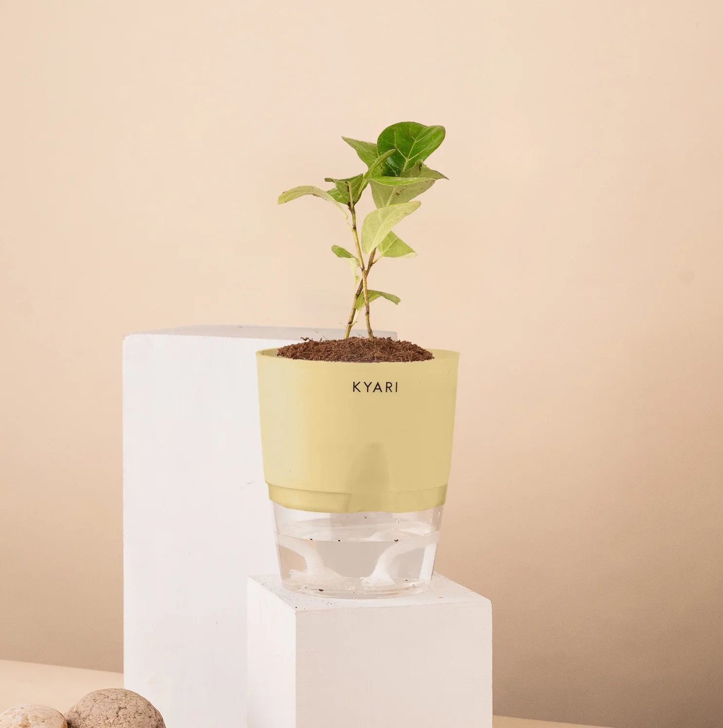 Ficus Island Plant - Image 9