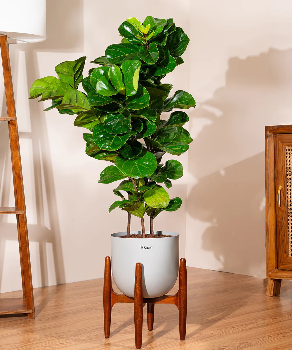 Ficus Lyrata with Extra Large Metal Self Watering Pot