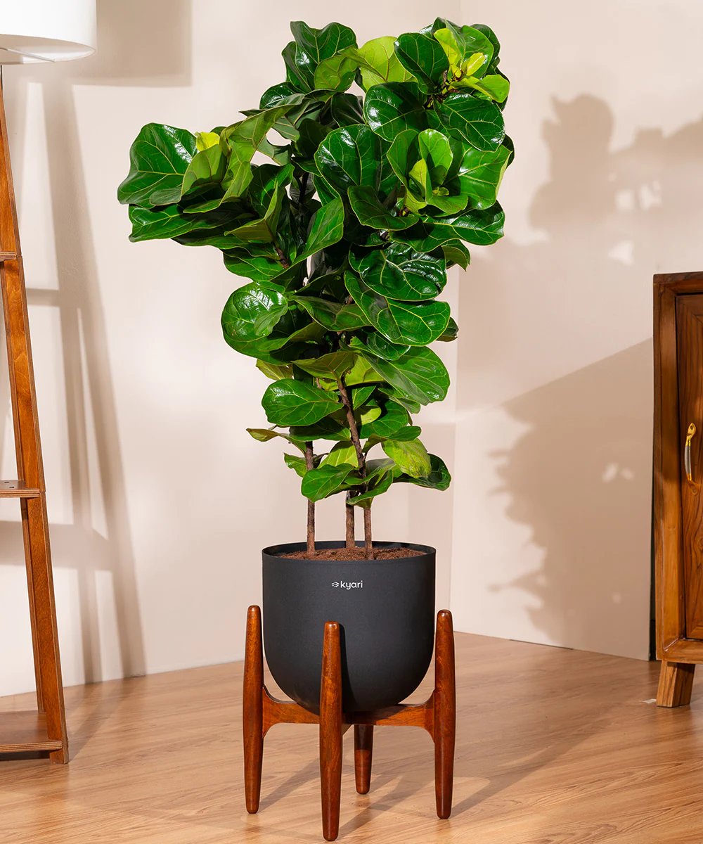 Ficus Lyrata with Extra Large Metal Self Watering Pot - Image 13