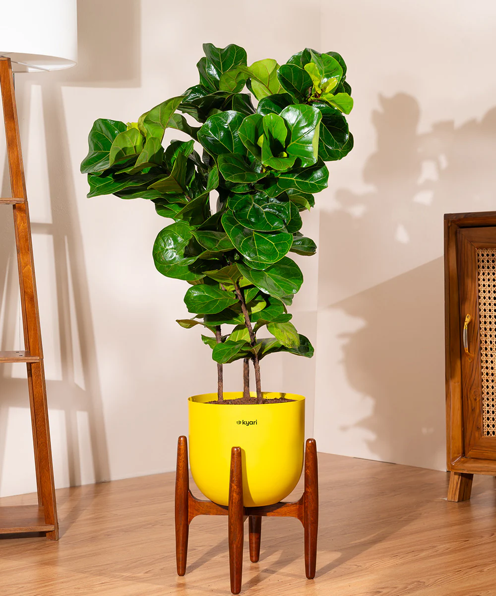 Ficus Lyrata with Extra Large Metal Self Watering Pot - Image 19