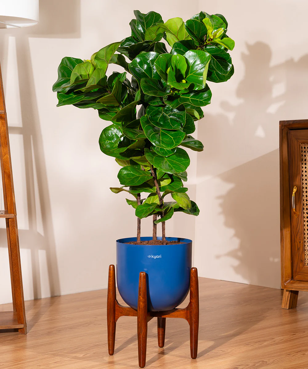 Ficus Lyrata with Extra Large Metal Self Watering Pot - Image 25