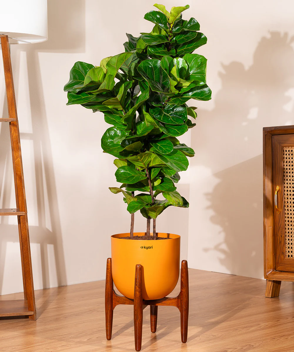 Ficus Lyrata with Extra Large Metal Self Watering Pot - Image 31