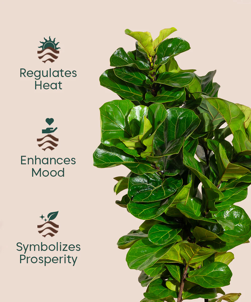 Ficus Lyrata with Extra Large Metal Self Watering Pot - Image 33