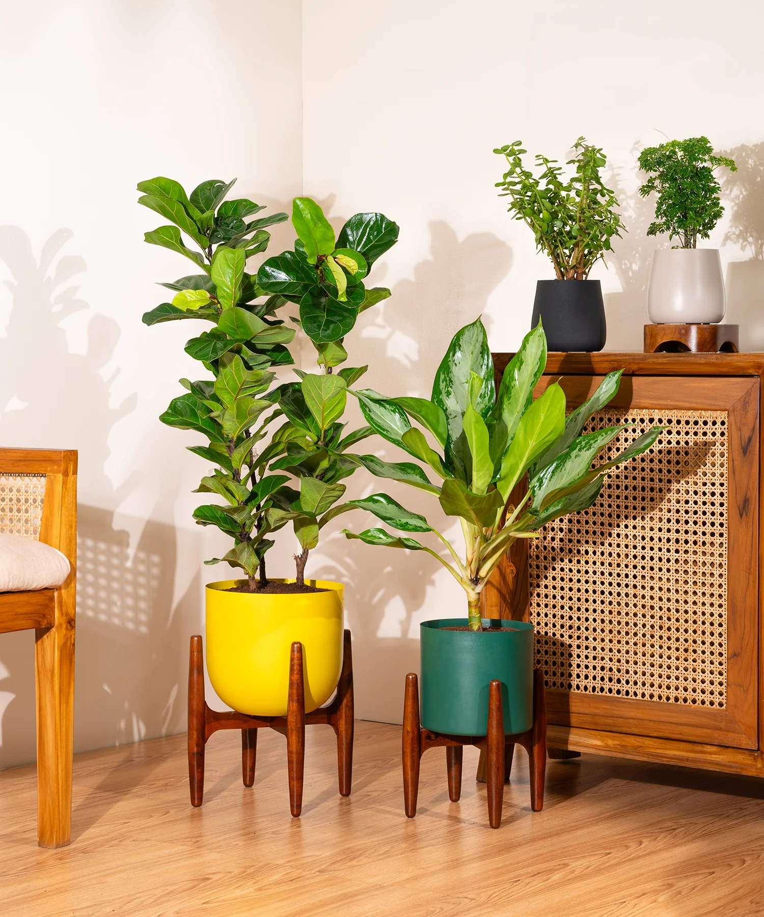 Ficus Lyrata with Extra Large Metal Self Watering Pot - Image 4
