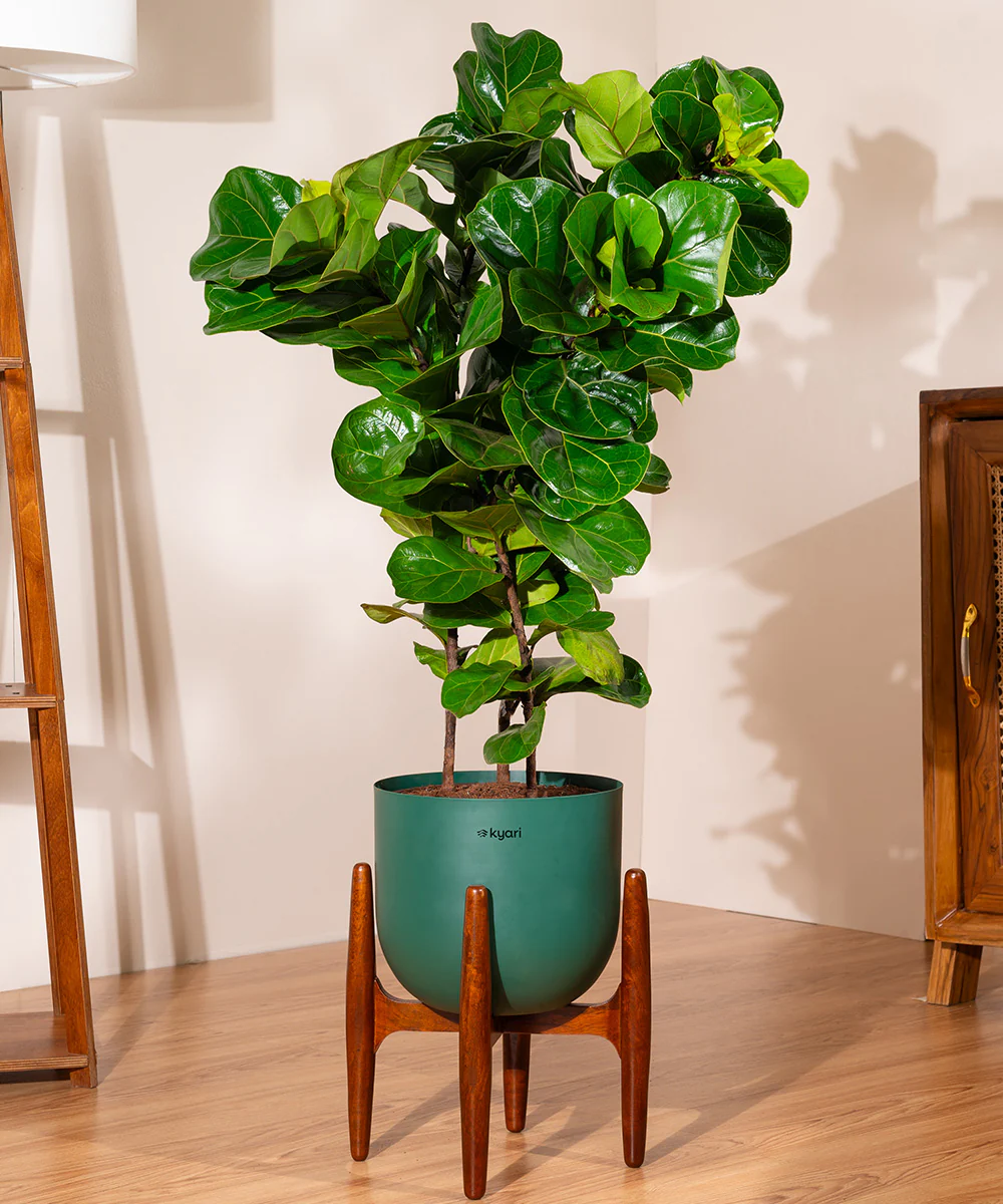 Ficus Lyrata with Extra Large Metal Self Watering Pot - Image 7