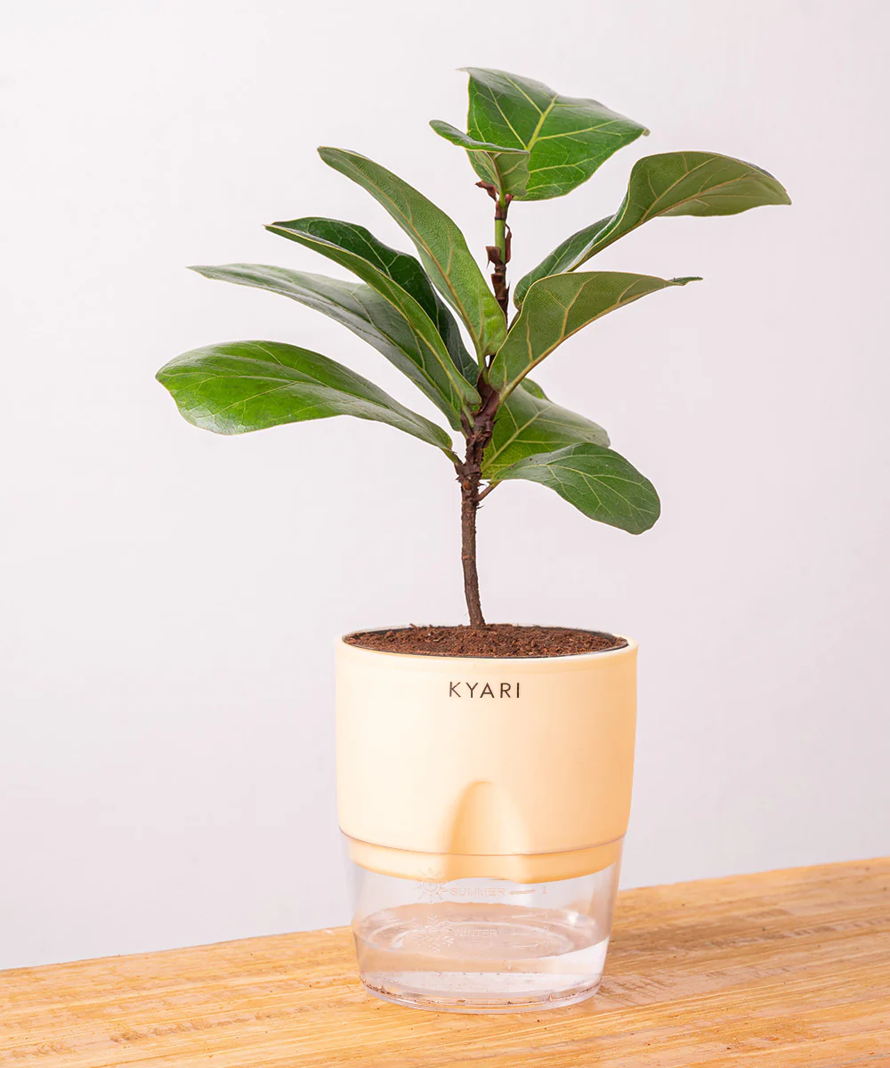 Fiddle Fig Plant With Self Watering Pot - Image 10