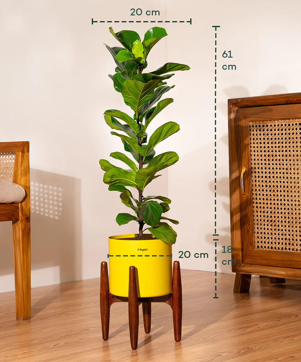 Fiddle Fig Plant With Self Watering Pot - Image 100