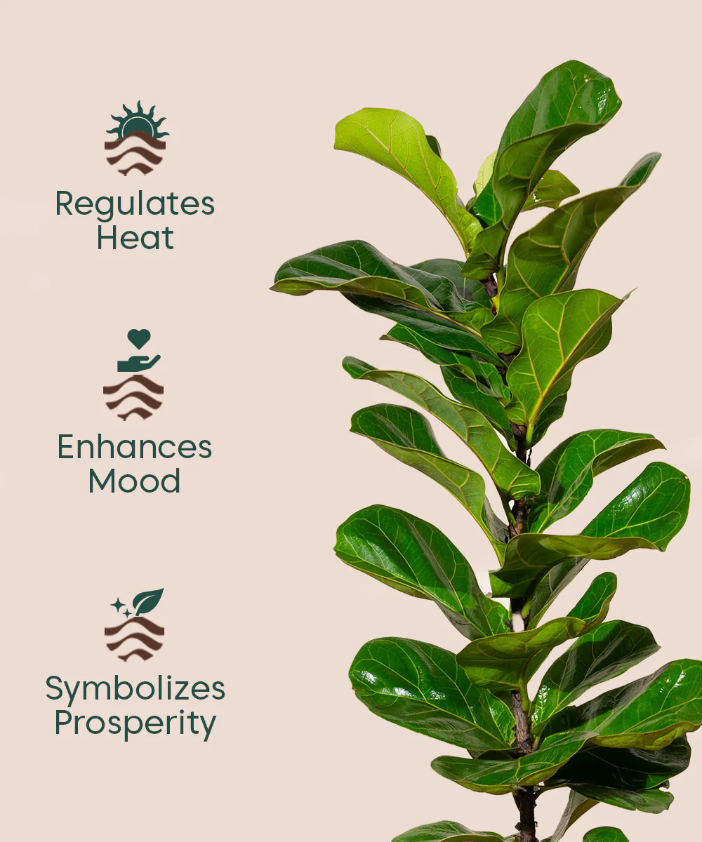 Fiddle Fig Plant With Self Watering Pot - Image 101
