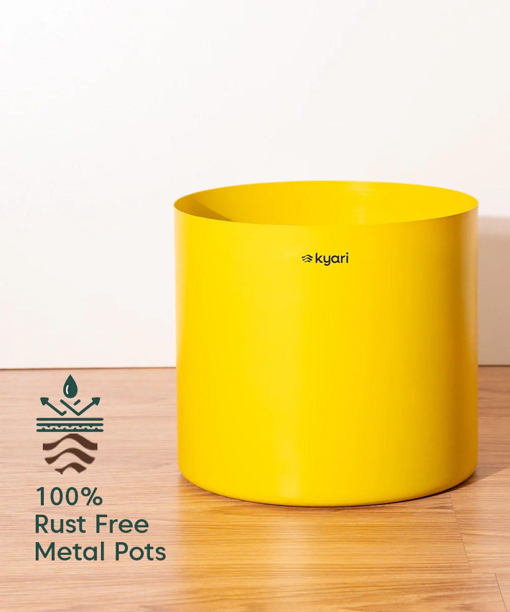 Fiddle Fig Plant With Self Watering Pot - Image 104