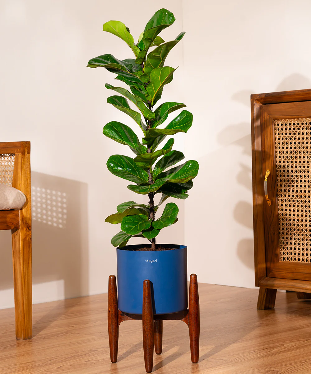 Fiddle Fig Plant With Self Watering Pot - Image 105