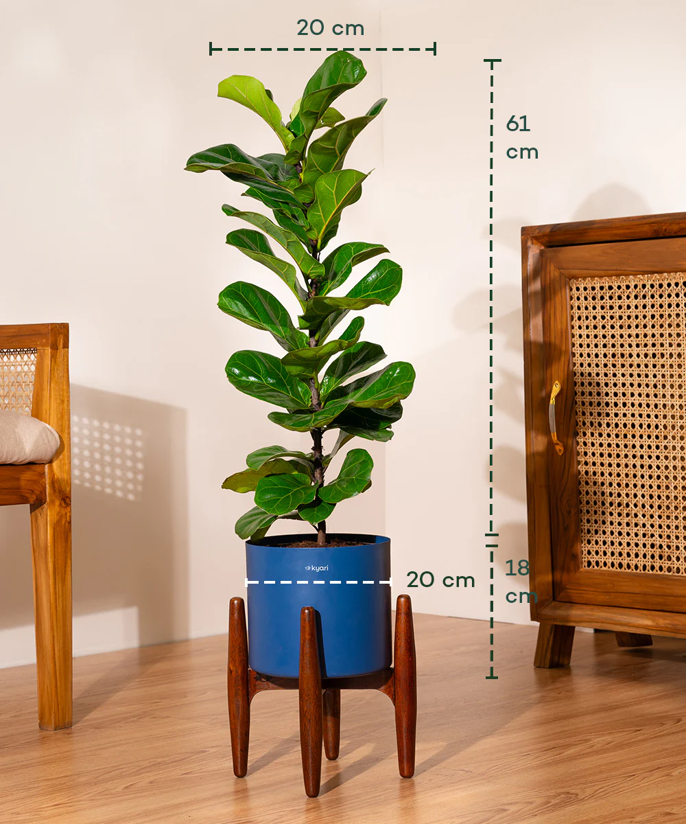 Fiddle Fig Plant With Self Watering Pot - Image 107