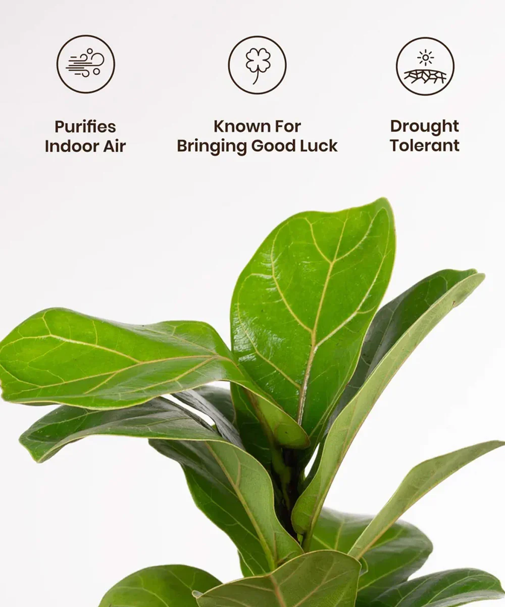 Fiddle Fig Plant With Self Watering Pot - Image 11