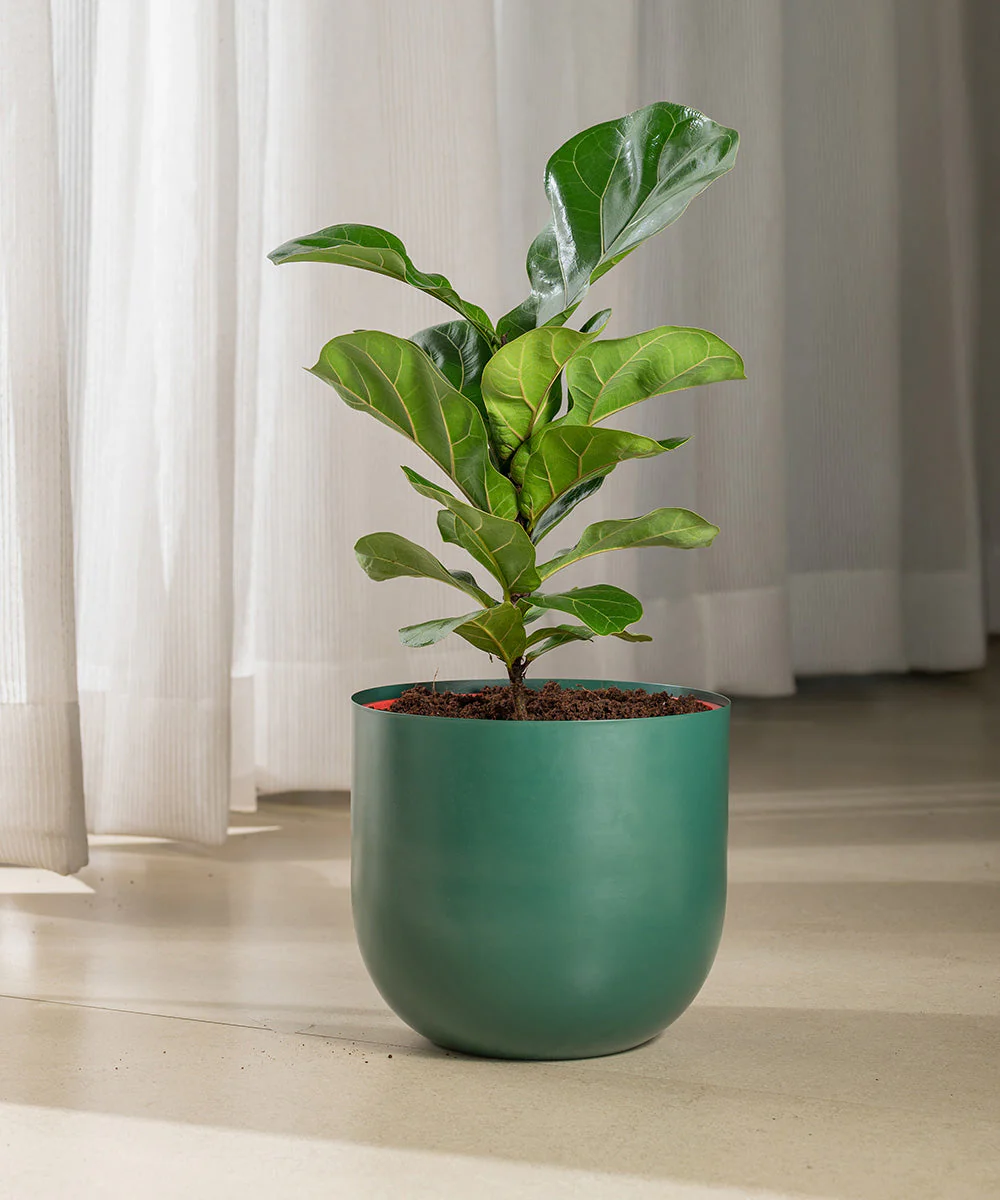 Fiddle Fig Plant With Self Watering Pot - Image 112