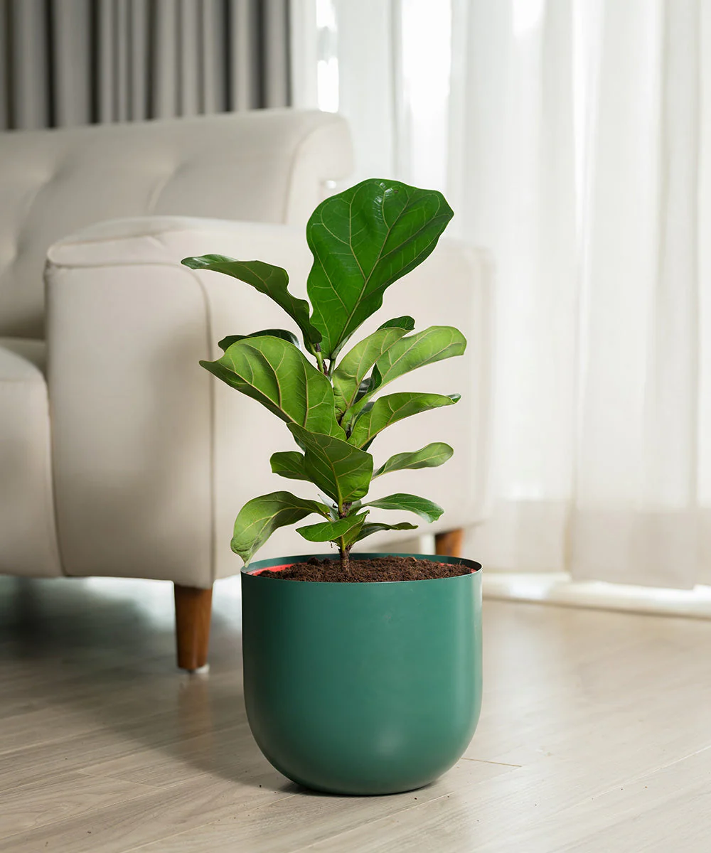 Fiddle Fig Plant With Self Watering Pot - Image 113