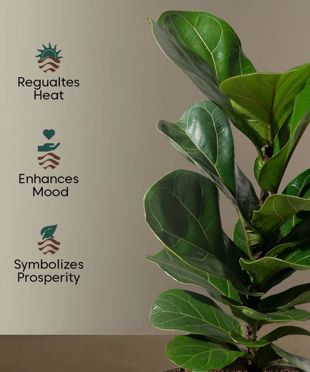 Fiddle Fig Plant With Self Watering Pot - Image 115
