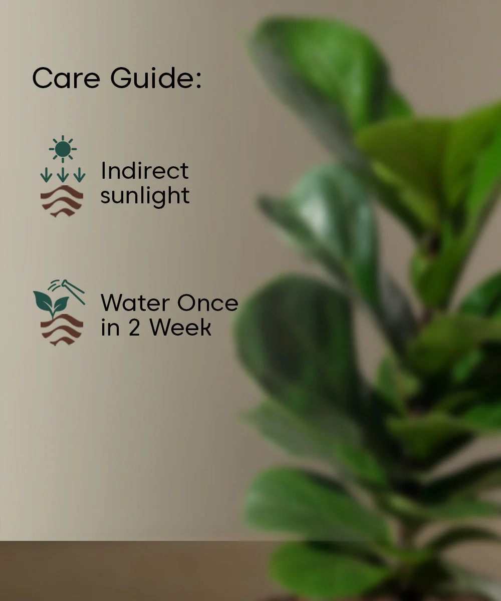 Fiddle Fig Plant With Self Watering Pot - Image 116