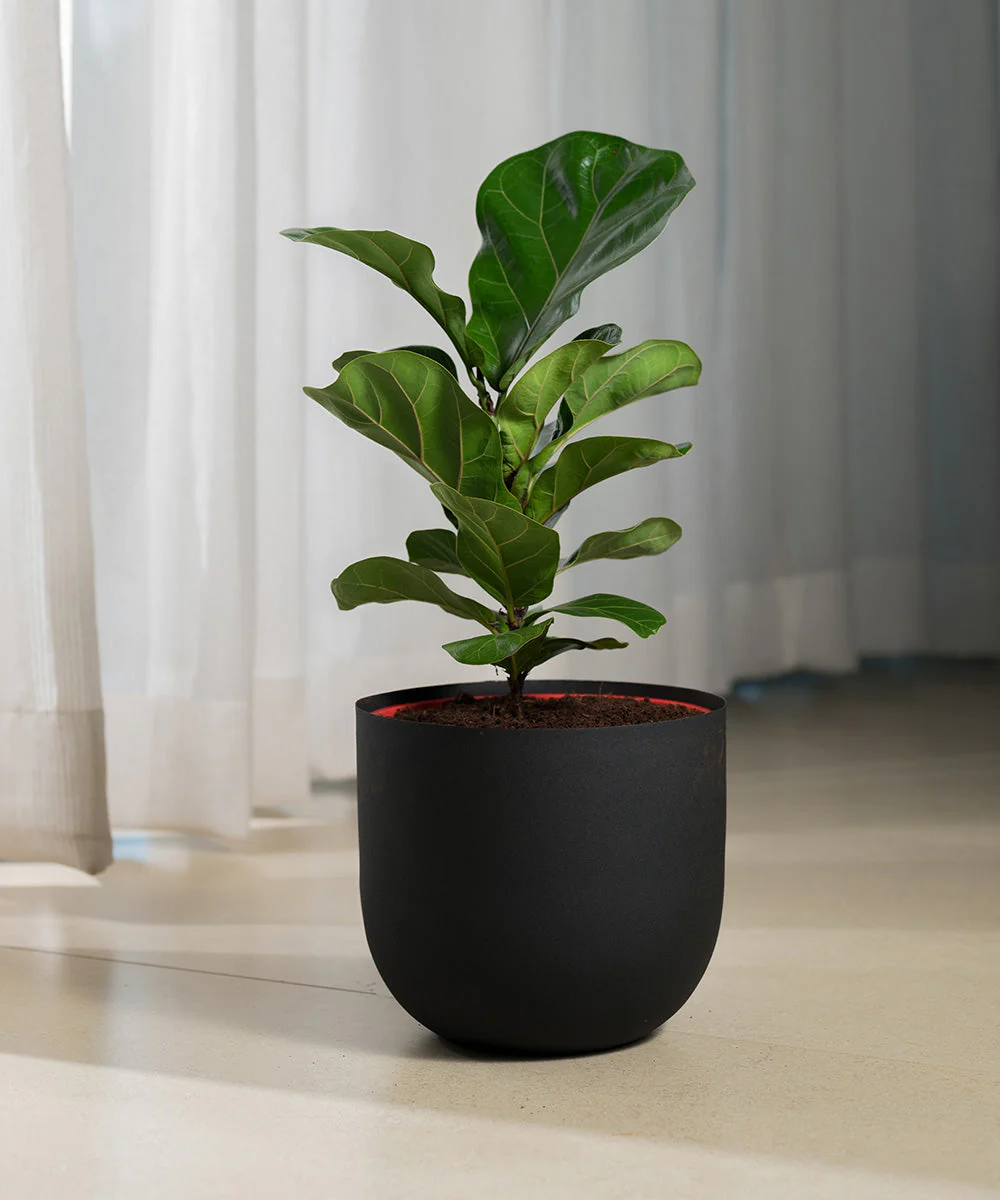 Fiddle Fig Plant With Self Watering Pot - Image 117
