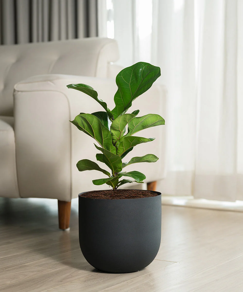 Fiddle Fig Plant With Self Watering Pot - Image 118