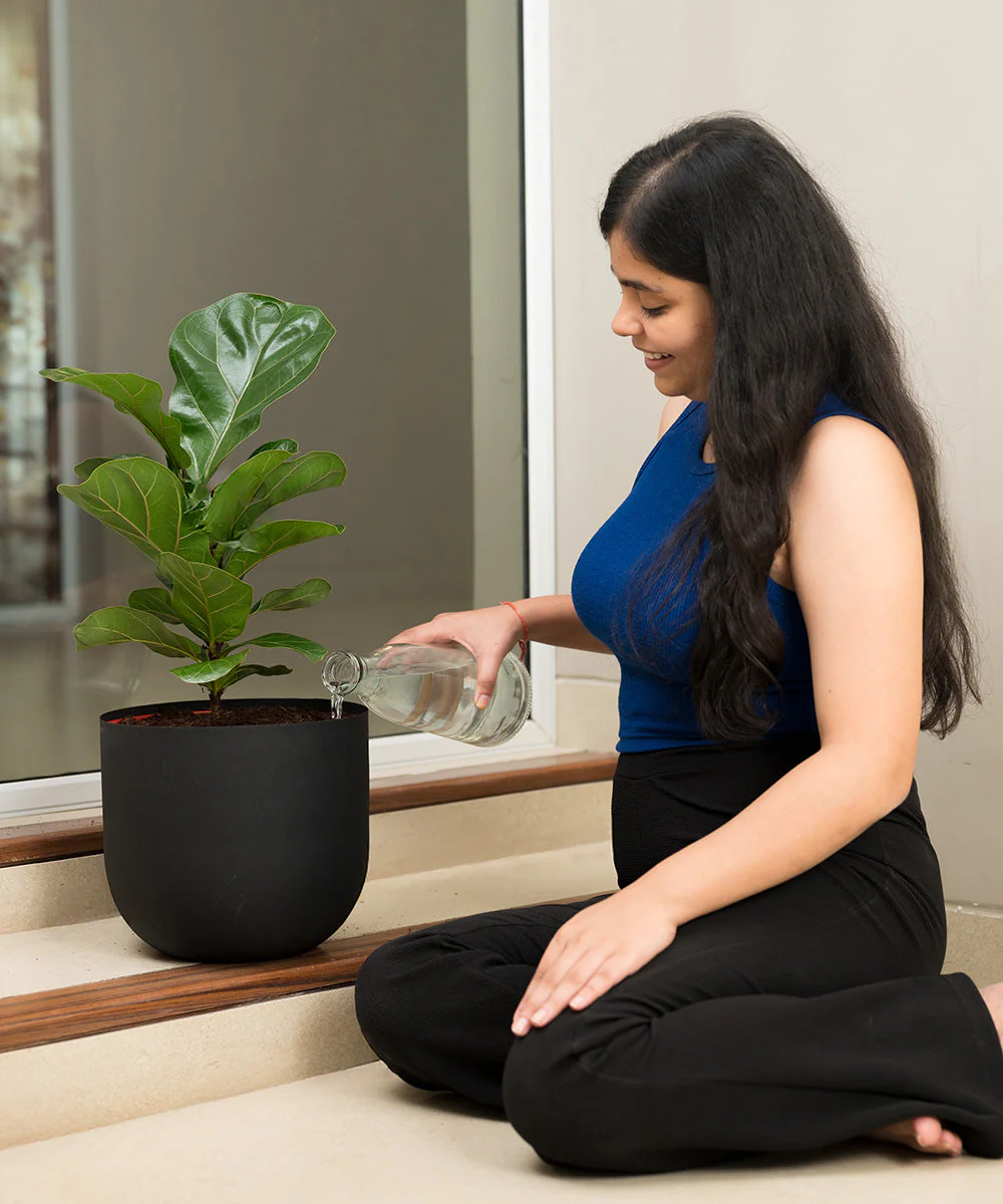 Fiddle Fig Plant With Self Watering Pot - Image 119