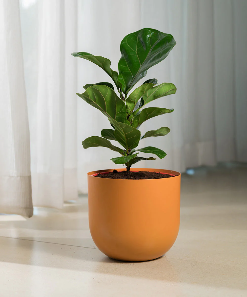 Fiddle Fig Plant With Self Watering Pot - Image 122
