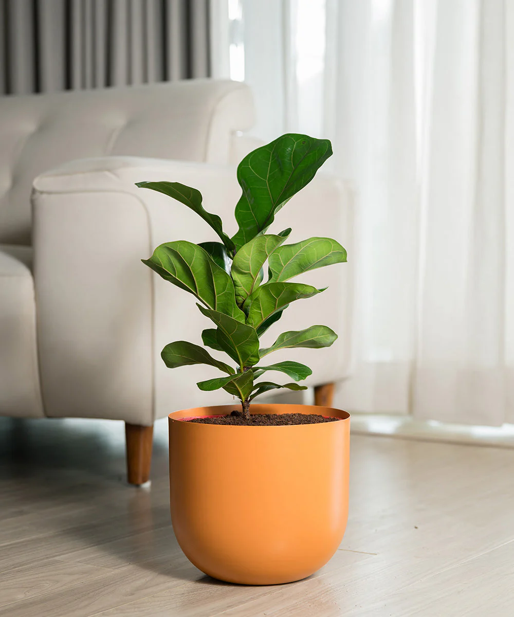 Fiddle Fig Plant With Self Watering Pot - Image 123