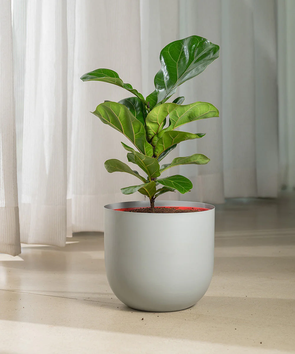 Fiddle Fig Plant With Self Watering Pot - Image 127