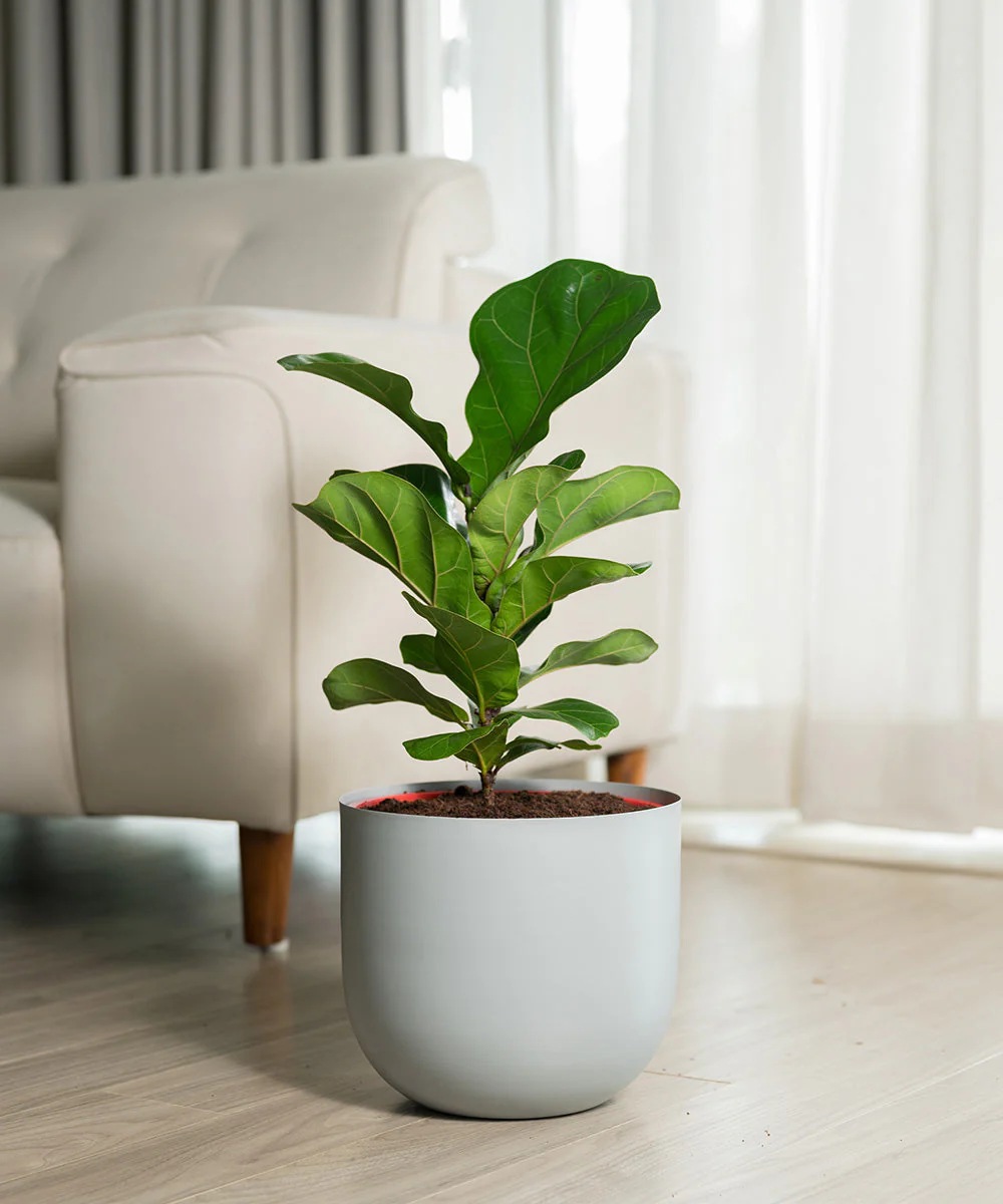 Fiddle Fig Plant With Self Watering Pot - Image 128