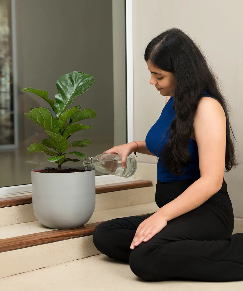 Fiddle Fig Plant With Self Watering Pot - Image 129