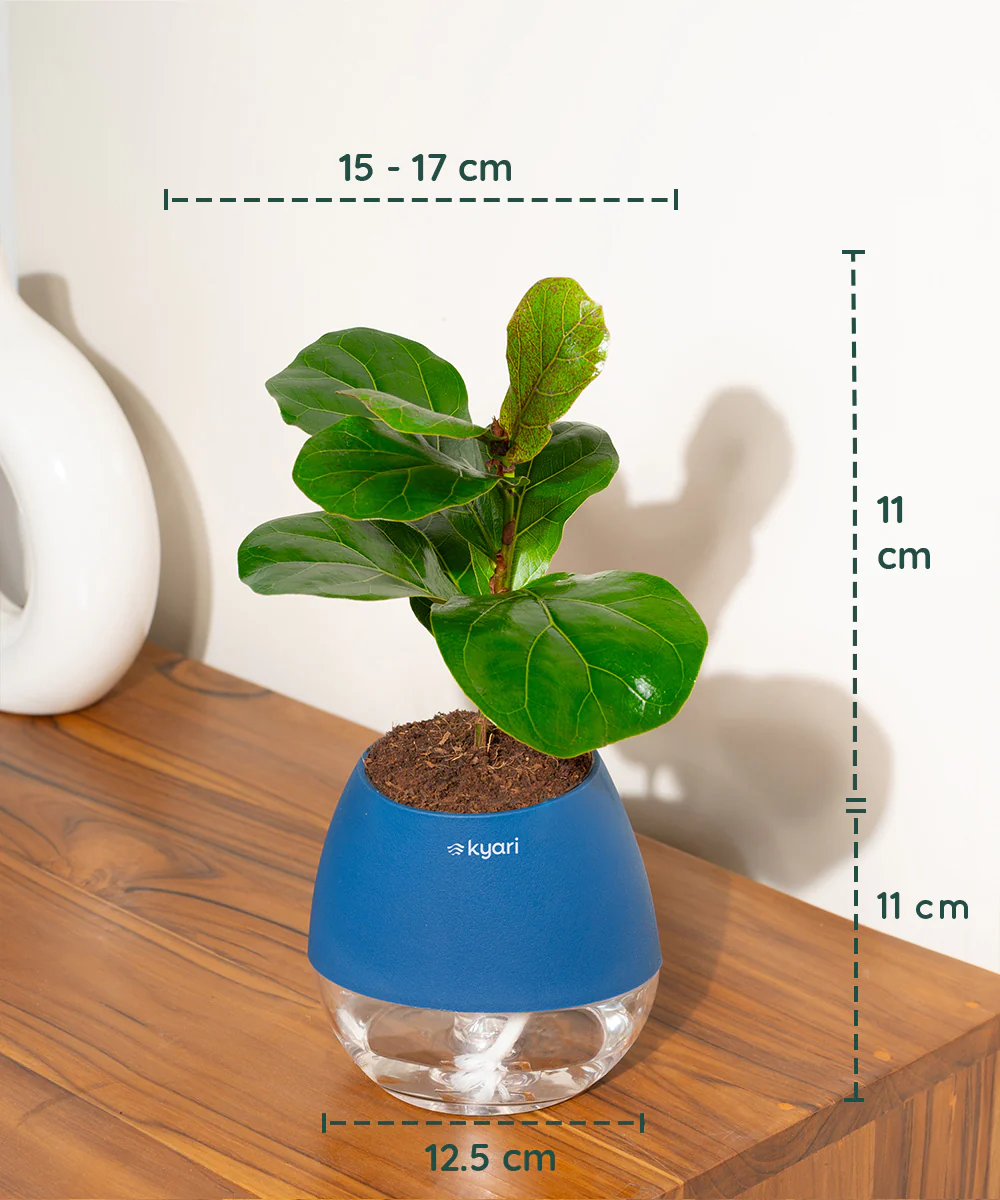 Fiddle Fig Plant With Self Watering Pot - Image 132