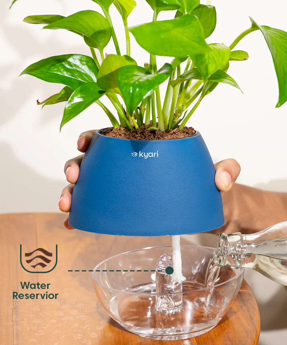 Fiddle Fig Plant With Self Watering Pot - Image 133
