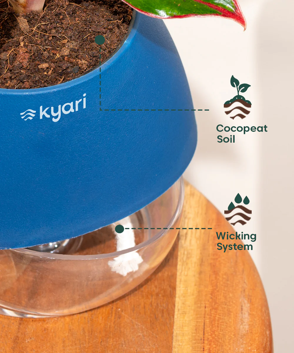 Fiddle Fig Plant With Self Watering Pot - Image 134