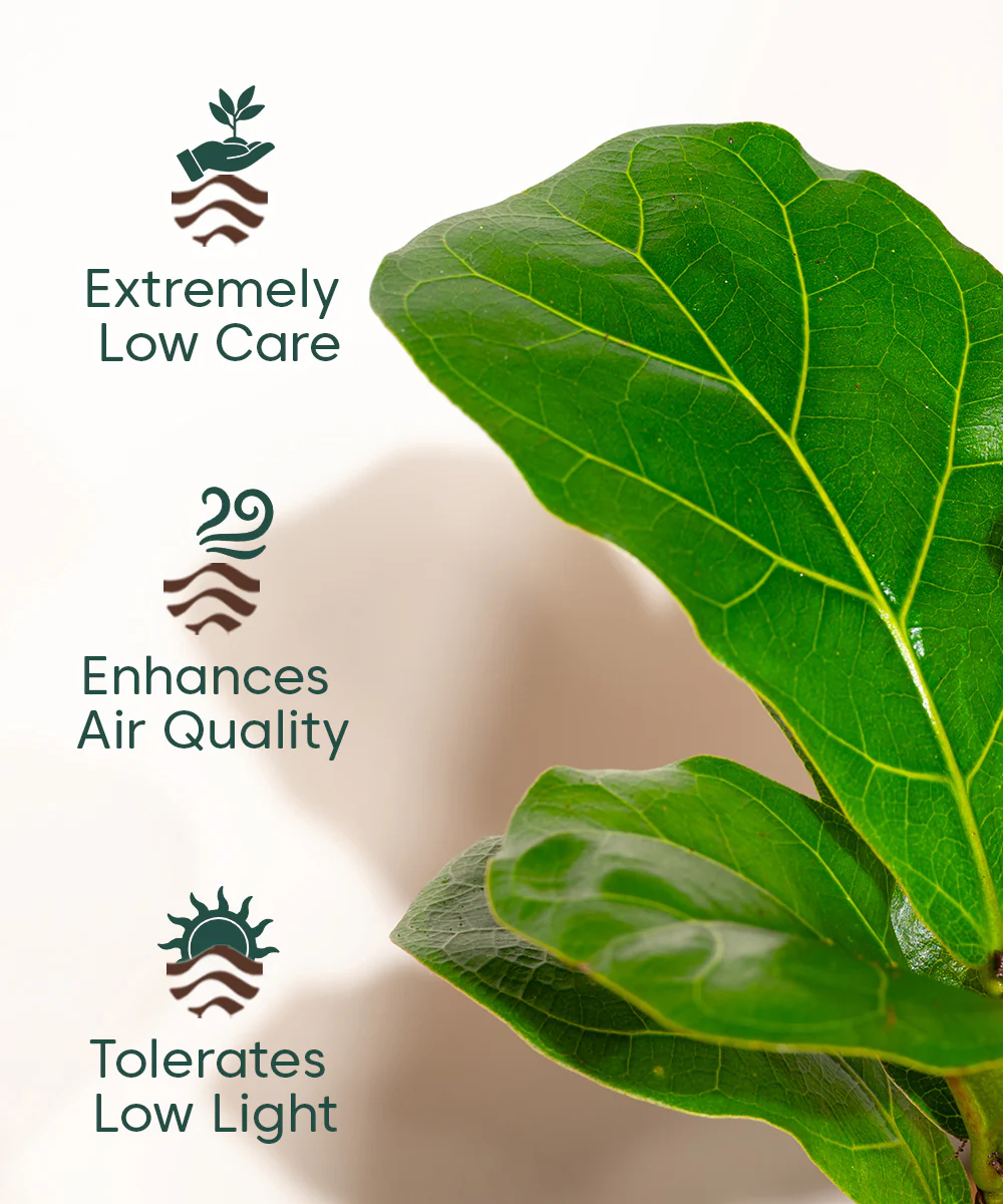 Fiddle Fig Plant With Self Watering Pot - Image 136