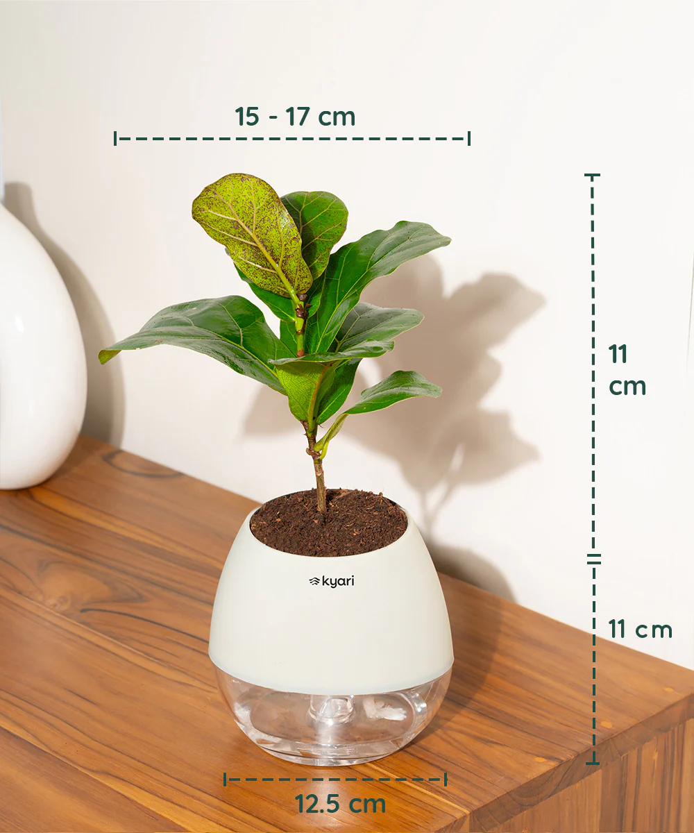 Fiddle Fig Plant With Self Watering Pot - Image 139