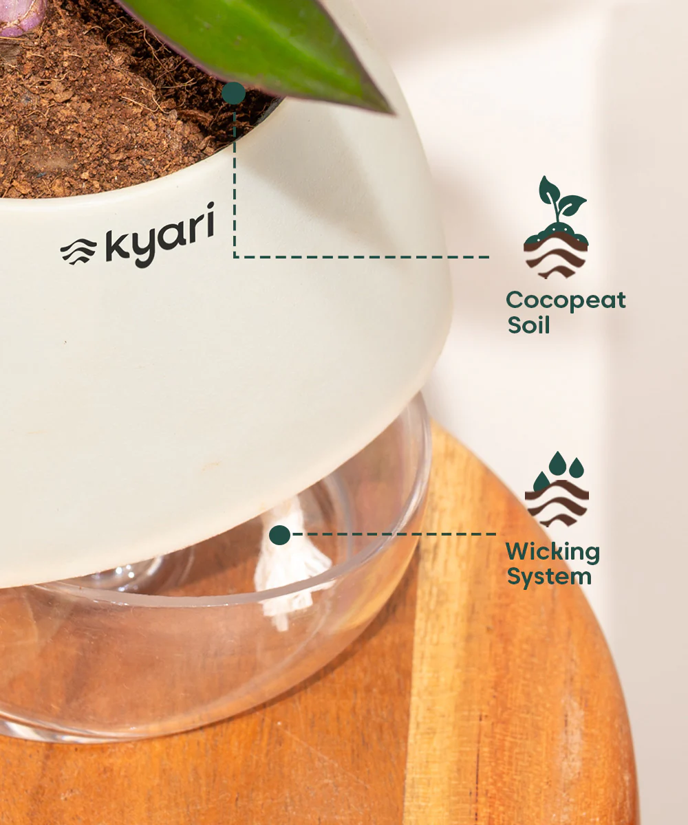 Fiddle Fig Plant With Self Watering Pot - Image 140