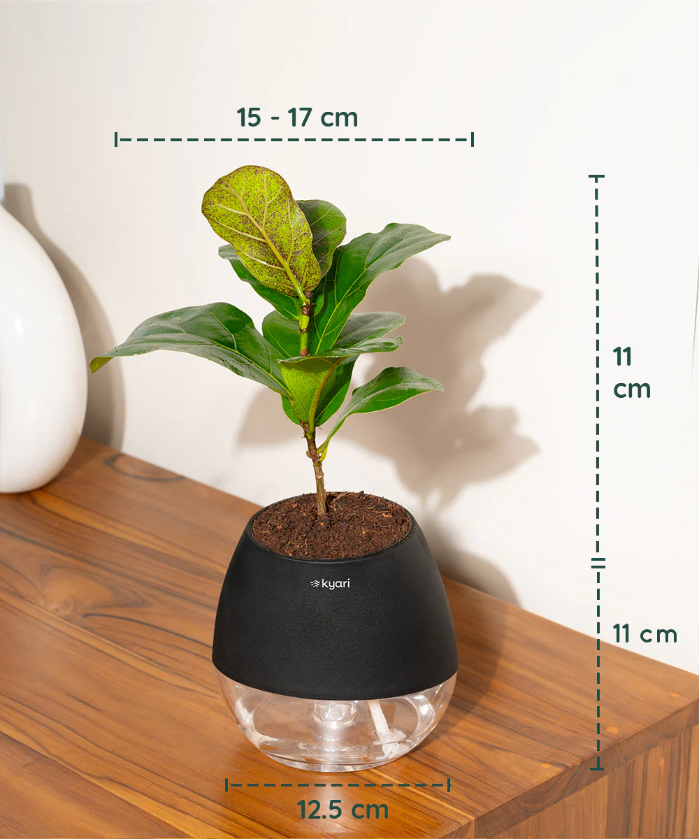 Fiddle Fig Plant With Self Watering Pot - Image 146