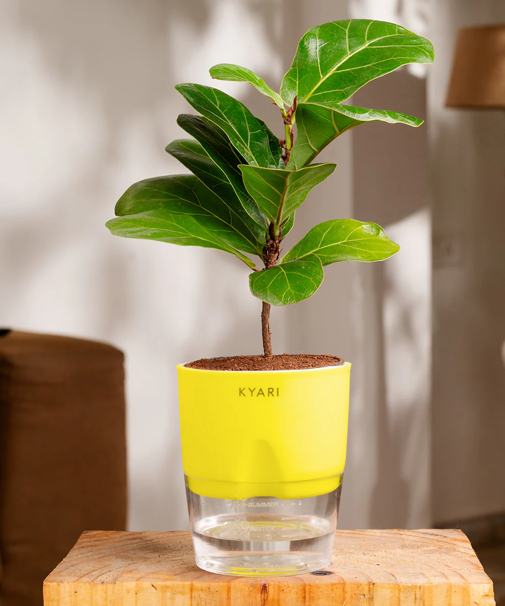Fiddle Fig Plant With Self Watering Pot - Image 15