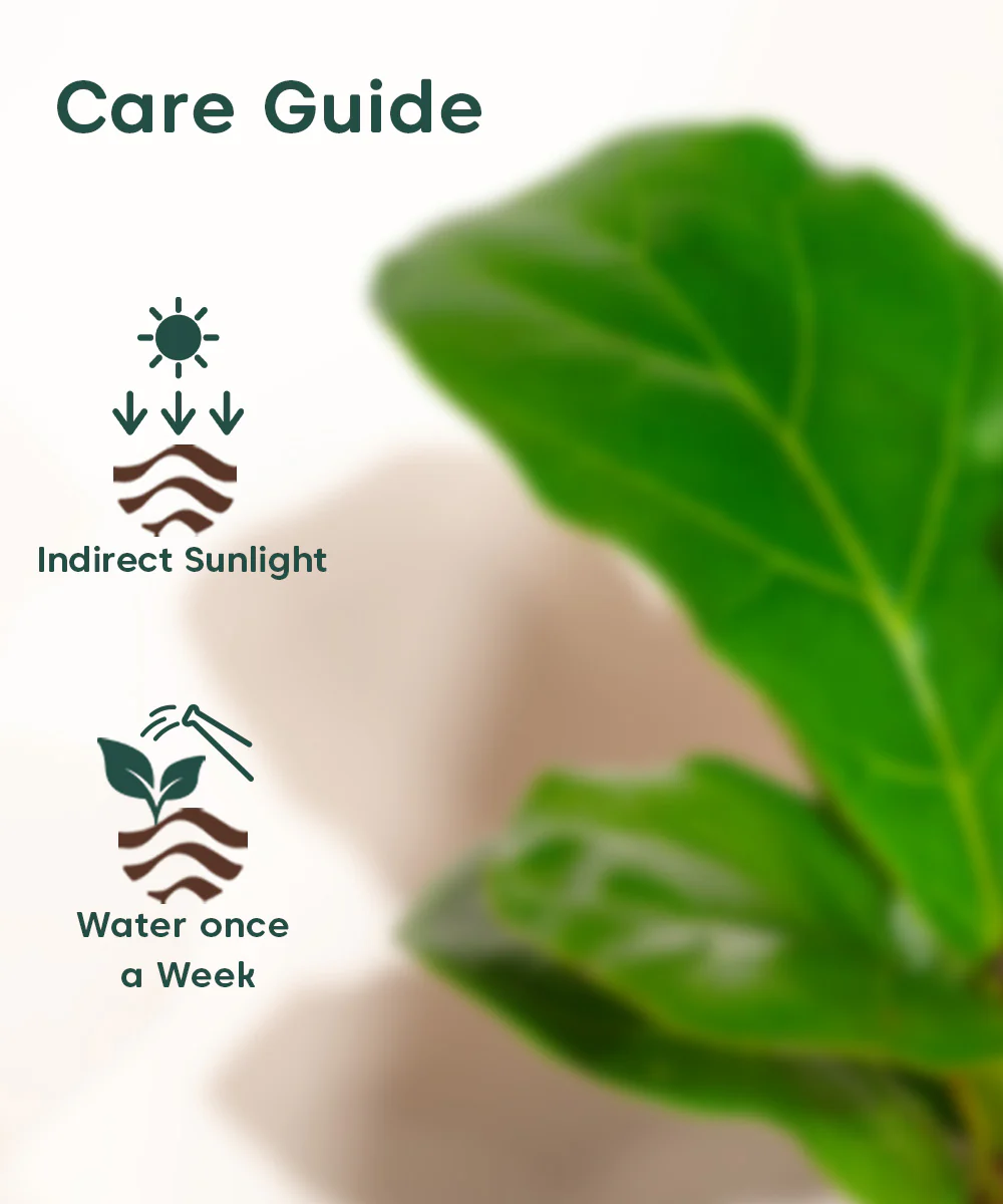 Fiddle Fig Plant With Self Watering Pot - Image 150