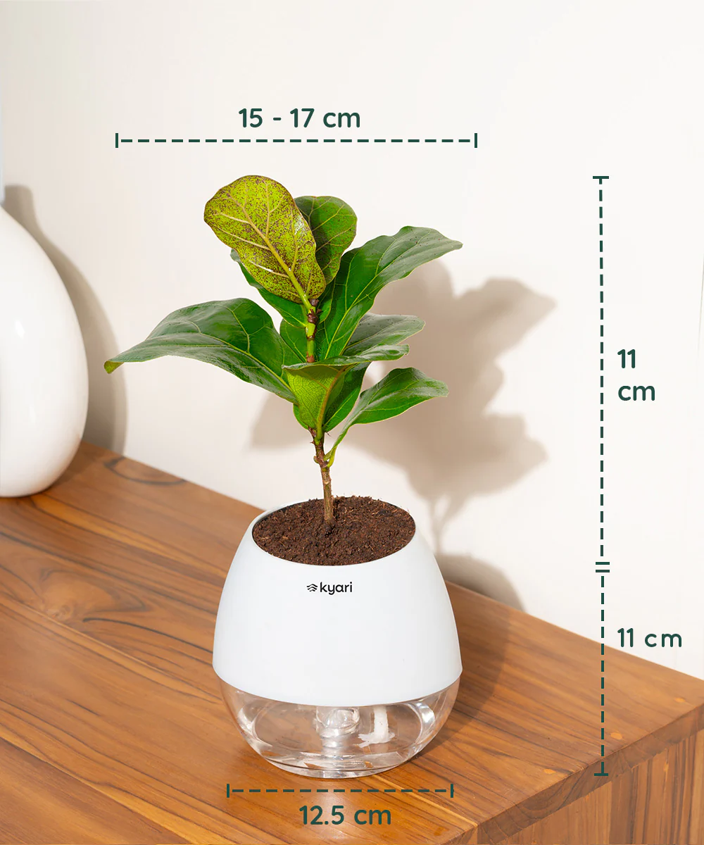 Fiddle Fig Plant With Self Watering Pot - Image 153