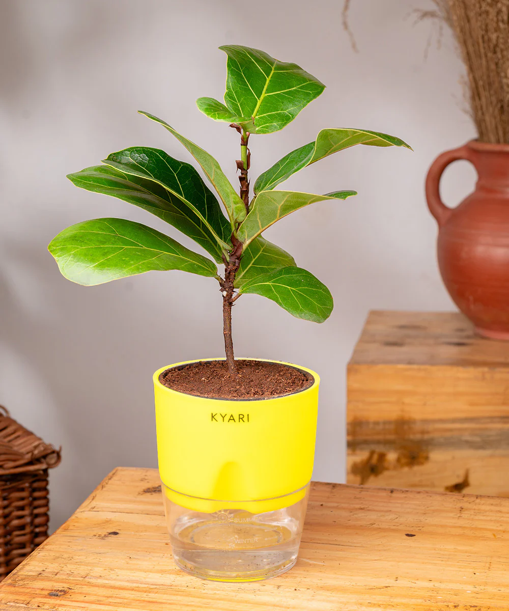 Fiddle Fig Plant With Self Watering Pot - Image 16