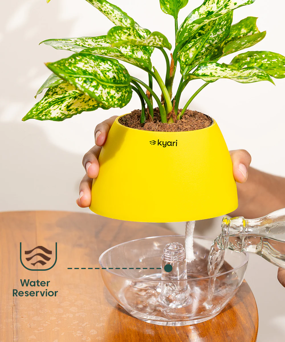 Fiddle Fig Plant With Self Watering Pot - Image 162