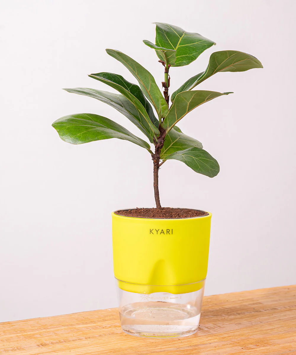 Fiddle Fig Plant With Self Watering Pot - Image 17