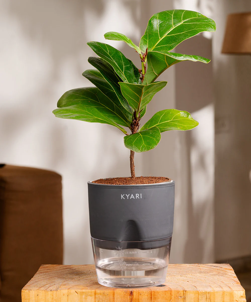 Fiddle Fig Plant With Self Watering Pot - Image 22