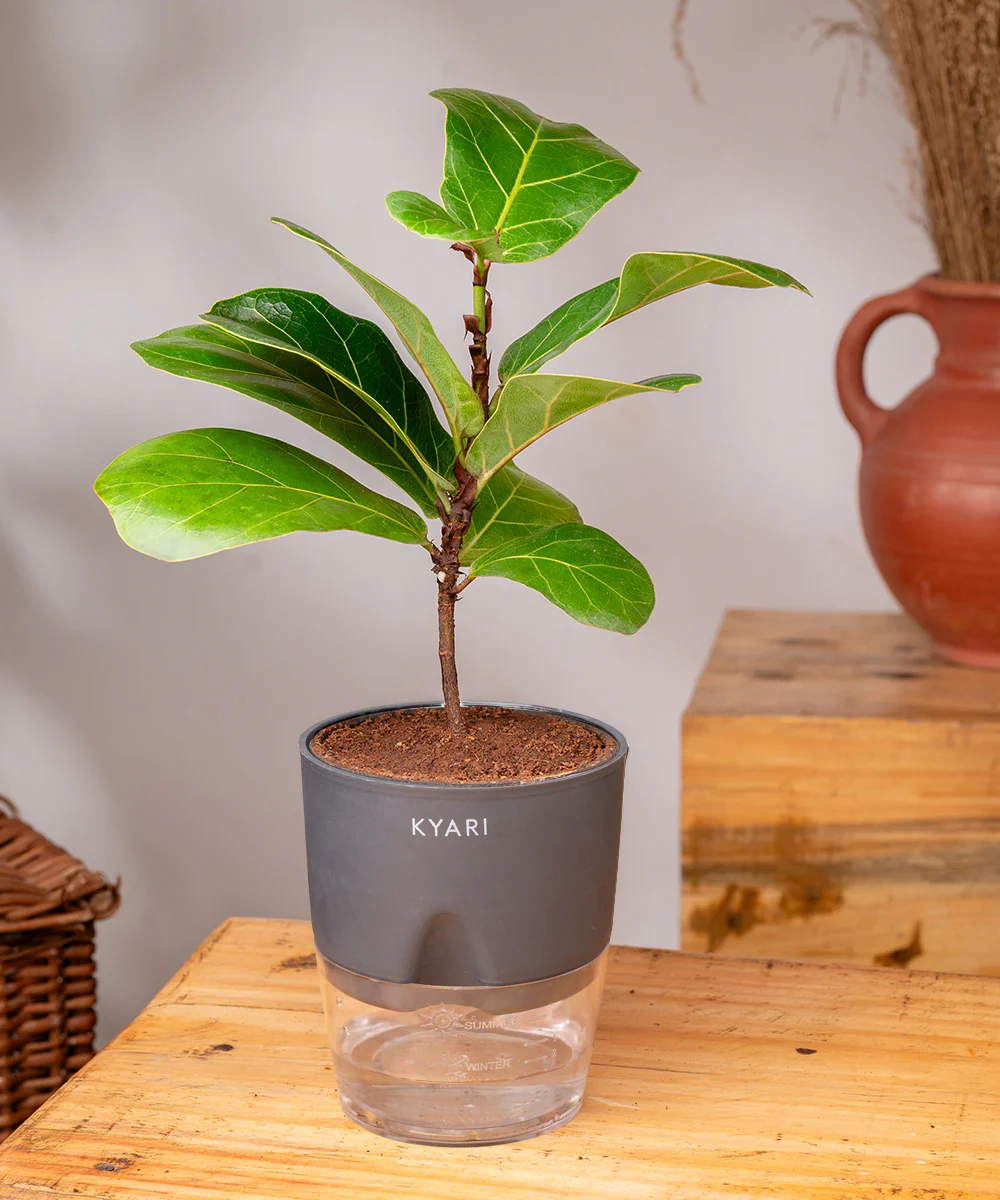 Fiddle Fig Plant With Self Watering Pot - Image 23
