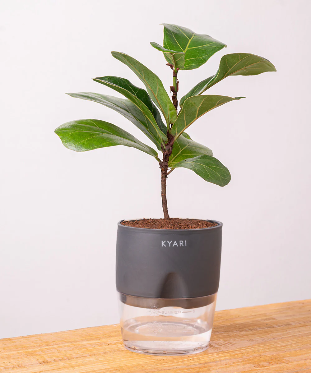 Fiddle Fig Plant With Self Watering Pot - Image 24
